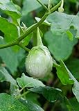 Seedeo® Thai-Aubergine Solanum virginianum 20 Samen Foto, bester Preis 3,90 € neu 2024