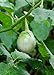 Foto Seedeo® Thai-Aubergine Solanum virginianum 20 Samen