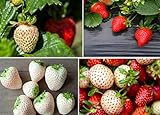 Double The Color Strawberry Duo Packet - 100 Red Straberry Seeds + 100 White Strawberry Seeds to Plant Photo, best price $10.92 ($0.11 / Count) new 2024