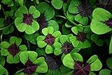Iron Cross Shamrock Bulbs - 10 Bulbs to Plant - Iron Cross Shamrocks - Fast Growing Year Round Color Indoors or Outdoors - Oxalis Shamrock Bulbs - Ships from Iowa, Made in USA Photo, best price $12.98 new 2024