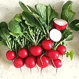 500+ Radish Seeds- Cherry Belle Radish Photo, best price $4.39 new 2024