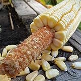 Pencil Cob Corn - 1 OZ ~130 Seeds - Non-GMO, Open Pollinated, Heirloom, Vegetable Gardening Seeds Photo, best price $9.89 new 2024