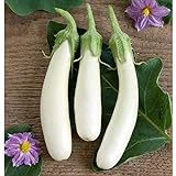 White Princess (F1) Eggplant Seeds (30+ Seed Package) Photo, best price $4.19 new 2024