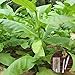 Foto clifcragrocl Semillas orgánicas Virginia Tabaco Heirloom - Semillas de plantas frescas - Fácil de cultivar