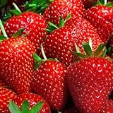 9GreenBox Albion Strawberry Plants Organic Grown 20 Bare Root Crowns Day Neutral Non-GMO Photo, best price $14.19 ($0.71 / Count) new 2024