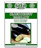 Black Beauty Eggplant Seeds - 150 Seeds Non-GMO Photo, best price $1.59 ($0.01 / Count) new 2024