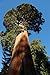 Foto Seedeo® Anzuchtset Berg - Mammutbaum (Sequoiadendron giganteum) 50 Samen