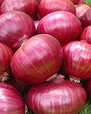 Onion RED Creole Great Heirloom Vegetable Seeds by Seed Kingdom (5,000 Seeds) Photo, best price $12.89 new 2024