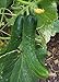Photo Japanese Climbing Cucumber Seeds - Tender, Crisp, and Delicious!! High yields!!!(25 - Seeds)