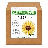 Garden Pocket - Kit Cultivo Girasol Foto, mejor precio 8,90 € nuevo 2024