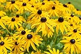 Sweet Yards Seed Co. Black Eyed Susan Seeds – Extra Large Packet – Over 100,000 Open Pollinated Non-GMO Wildflower Seeds – Rudbeckia hirta Photo, best price $7.97 new 2024