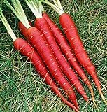 Atomic Red Carrots, 250 Heirloom Seeds Per Packet, Non GMO Seeds, (Isla's Garden Seeds), Botanical Name: Daucus Carrota, 80% Germination Rates Photo, best price $5.99 ($0.02 / Count) new 2024