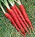 Photo Atomic Red Carrots, 250 Heirloom Seeds Per Packet, Non GMO Seeds, (Isla's Garden Seeds), Botanical Name: Daucus Carrota, 80% Germination Rates