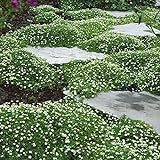 Outsidepride Irish Moss Ground Cover Plant Seed - 10000 Seeds Photo, best price $9.99 ($0.00 / Count) new 2024