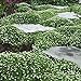 Photo Outsidepride Irish Moss Ground Cover Plant Seed - 10000 Seeds