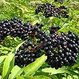 American Elderberry Seeds - 50 Seeds to Plant - Sambucus - Non-GMO Seeds, Grown and Shipped from Iowa. Made in USA Photo, best price $7.68 ($0.15 / Count) new 2024