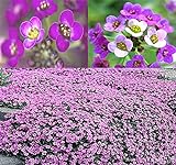 BIG PACK - (60,000+) Alyssum Royal Carpet Seeds - Fragrant Lobularia maritima - Attracts Honey Bees, Butterfly - Ground Cover for Zones 3+ Flower Seeds By MySeeds.Co (Big Pack - Alyssum Royal Carpet) Photo, best price $13.95 ($0.00 / Count) new 2024