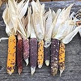 Semillas de maíz, 1 bolsa de semillas de maíz fáciles de producir semillas de maíz de jardín coloridas y nutritivas para plantar al aire libre Foto, mejor precio 0,01 € nuevo 2024