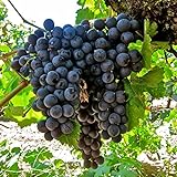 50+ Fresh Delicious Black Grape Round Variety Seeds Photo, best price $7.99 ($0.16 / Count) new 2024