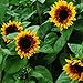 Photo 25+ Seeds (BTL) Sunflower : Pro Cut Bicolor Sunflower Fresh
