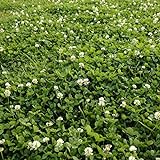 Outsidepride White Dutch Clover Seed: Nitro-Coated, Inoculated - 5 LBS Photo, best price $34.99 new 2024