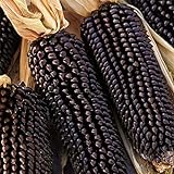 Semillas de maíz negro, 1 bolsa de semillas de maíz dulce natural ligero de maíz rústico Ideal Semilla para jardinería regalo al aire libre Foto, mejor precio 0,01 € nuevo 2024