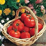 Burpee 'Early Girl' Hybrid | Red Slicing Tomato | Rich Flavor & Aroma | 125 Seeds Photo, best price $10.46 new 2024