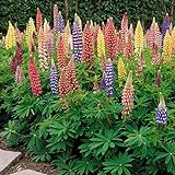 Outsidepride Lupine Russells Plant Flower Seed - 500 Seeds Photo, best price $6.49 ($0.01 / Count) new 2024