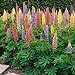 Photo Outsidepride Lupine Russells Plant Flower Seed - 500 Seeds