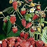 David's Garden Seeds Fruit Strawberry Mignonette 2210 (Red) 50 Non-GMO, Heirloom Seeds Photo, best price $4.45 new 2024