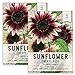 Photo Seed Needs, Cherry Rose Sunflower (Helianthus annuus) Twin Pack of 50 Seeds Each