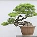 Foto . Japoneses Negro 20 semillas de pino * Pinus thunbergii * Bonsai * * ornamental. Bonsai árbol de hoja perenne de semillas bonsai
