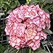 Foto Oce180anYLVUK Hortensiensamen, 1 Beutel Hortensiensamen Seltene Kleine Kugelförmige Blumensamen Riesige Schneebälle Für Den Garten Rosa Hortensie