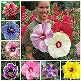 100+ Pcs Mixed Hibiscus Seeds Giant Flowers Perennial Flower - Ships from Iowa, USA Photo, best price $7.98 ($0.08 / Count) new 2024