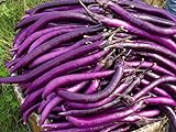 la semilla de berenjena púrpura 200PC. semillas de plantas hortícolas verde natural. Sencillo establecimiento del jardín Foto, mejor precio 5,99 € nuevo 2024