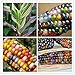 Foto 20pcs / bag semillas de maíz Semillas auténtico cristal de la gema del maíz indio de la herencia, del arco iris, semillas vegetales no modificados genéticamente para la siembra jardín de su casa