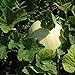 Photo Honeydew Seeds - Green Flesh - Heirloom - Liliana's Garden