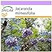 Foto SAFLAX - Palisandro - 50 semillas - Jacaranda mimosifolia