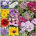 Photo Seed Needs, Butterfly Attracting All Perennial Wildflower Mixture, 30,000 Seeds Bulk Package (99% Pure Live Seed)