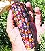 Foto Vegetable Seeds 20 dulce Rainbow maíz semillas coloridas Healty maíz en grano Cereales Sementes 95% + de germinación en la granja Jardín Bonasai púrpura