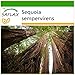 Foto SAFLAX - Secuoya roja - 50 semillas - Con sustrato estéril para cultivo - Sequoia sempervirens