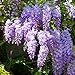 Foto 20 piezas de semillas de glicina Hojas perennes Resistente Decoración de flores púrpuras del jardín casero de la semilla del árbol de la vid trepadora fácil de plantar