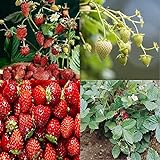 David's Garden Seeds Collection Set Fruit Strawberry 7449 (Red) 4 Varieties 200 Non-GMO Seeds Photo, best price $16.95 ($4.24 / Count) new 2024