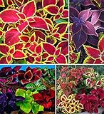 100+ Rare Mixed Coleus Flowers Seeds Rainbow Coleus Wizard Mixed Perennial Foliage Plant Photo, best price $8.00 ($0.08 / Count) new 2024