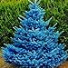 Foto 20 semillas de árbol de abeto azul – semillas de flores de jardín, bonsái, decoración del hogar y la oficina