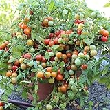 Bajaja Tomatensamen für ca. 15 Pflanzen - pflegeleichte Sorte, Massenertrag Foto, bester Preis 1,99 € (0,13 € / stück) neu 2024