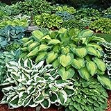 Mixed Heart-Shaped Hosta Bare Roots - Rich Green Foliage, Low Maintenance, Heart Shaped Leaves - 6 Roots Photo, best price $17.99 ($3.00 / Count) new 2024