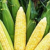 Bodacious RM Sweet Yellow Corn, 75 Seeds Per Packet, (Isla's Garden Seeds), Non GMO Seeds, 90% Germination Rates, Scientific Name: Zea Mays Photo, best price $6.75 new 2024
