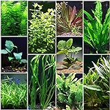 Florida 10 Species Live Aquarium Plants Bundle Photo, best price $31.98 new 2024