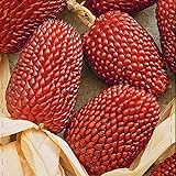 NIKA SEEDS - Vegetable Ornamental Corn Red - 10 Seeds Photo, best price $6.95 ($0.70 / Count) new 2024
